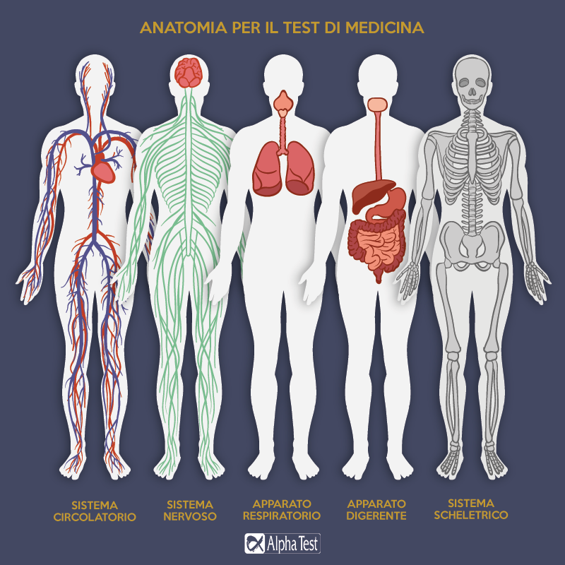 Anatomia Per Il Test Di Medicina L Infografica Per Sapere Cosa Devi Studiare Alpha Test Magazine